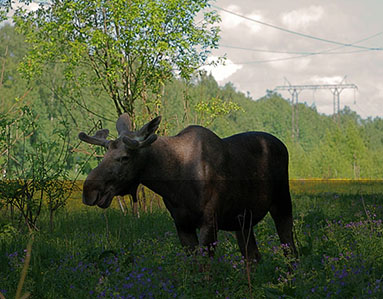 National Park “Elk Island”, Moscow, Russia