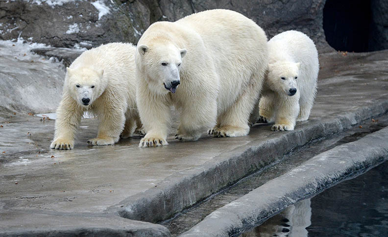 Moscow Zoo, Russia