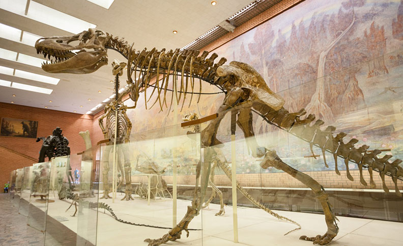 Orlov Paleontological Museum, Moscow, Russia